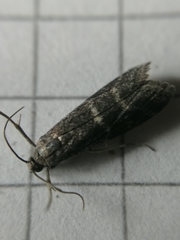 Euzophera bigella