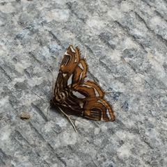 Paracymoriza cataclystalis