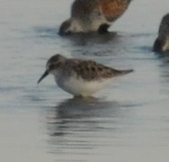 Calidris pusilla