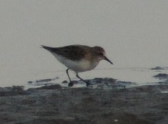 Calidris pusilla