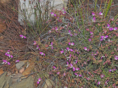 Polygala microlopha microlopha