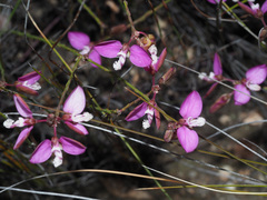 Polygala microlopha microlopha