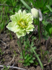 Anemonoides sylvestris