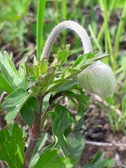 Anemonoides sylvestris