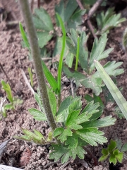 Anemonoides sylvestris