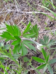 Anemonoides sylvestris