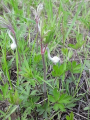 Anemonoides sylvestris