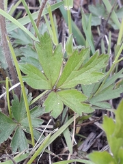 Anemonoides sylvestris