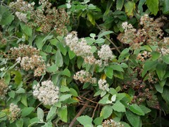 Buddleja dysophylla