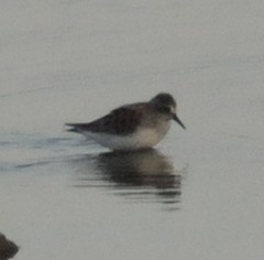 Calidris pusilla