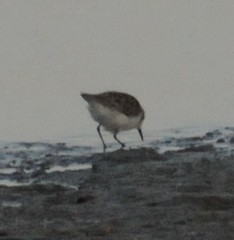 Calidris pusilla