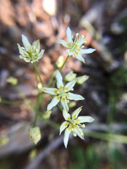 Toxicoscordion micranthum