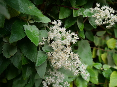 Buddleja dysophylla
