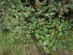 Buddleja dysophylla