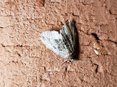 Protodeltote muscosula