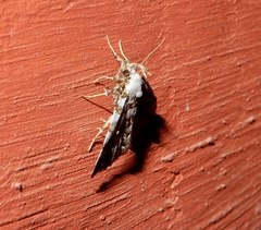 Sinarella discisigna