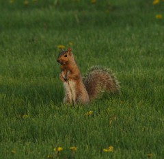Sciurus carolinensis