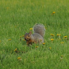 Sciurus carolinensis