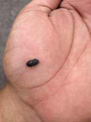 Armadillidium vulgare