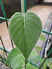 Actinidia eriantha