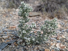 Oreocarya hoffmannii