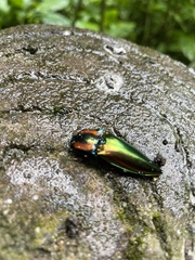 Campsosternus watanabei