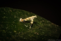 Caloptilia plagata