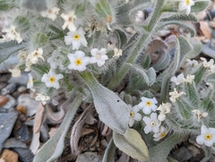 Oreocarya hoffmannii