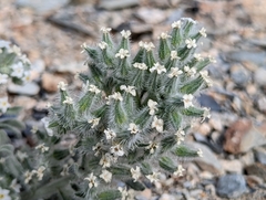 Oreocarya hoffmannii