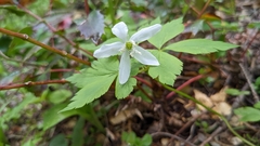 Anemonoides oregana