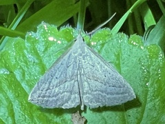 Macrochilo absorptalis