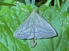 Macrochilo absorptalis