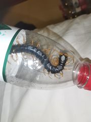 Scolopendra cataracta