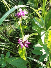 Betonica officinalis