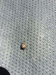 Harmonia axyridis