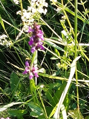 Betonica officinalis