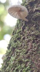 Marasmiellus alliiodorus