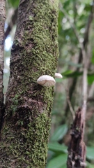 Marasmiellus alliiodorus