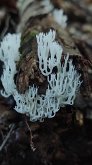 Artomyces adrienneae