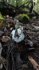 Artomyces adrienneae