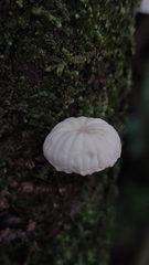 Marasmiellus alliiodorus