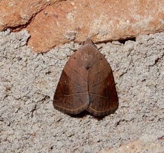 Athetis transversa