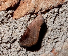 Athetis transversa