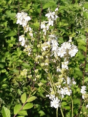 Filipendula vulgaris