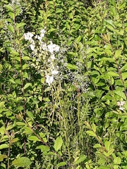 Filipendula vulgaris
