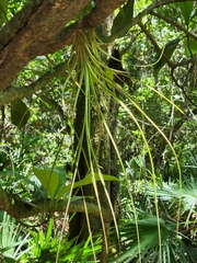 Tillandsia simulata