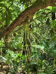 Tillandsia simulata