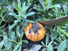 Amanita xanthocephala