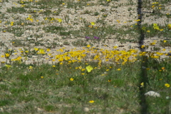 Oenothera hartwegii