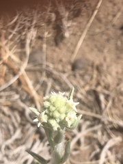 Oreocarya suffruticosa setosa